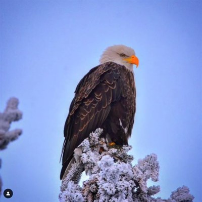 Eagle_2_2024_-_Cor_Lodder